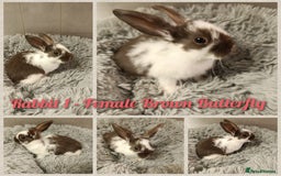 Mini Lop rabbits for sale: Beautiful Mini Lop Baby Rabbits  - Image 6