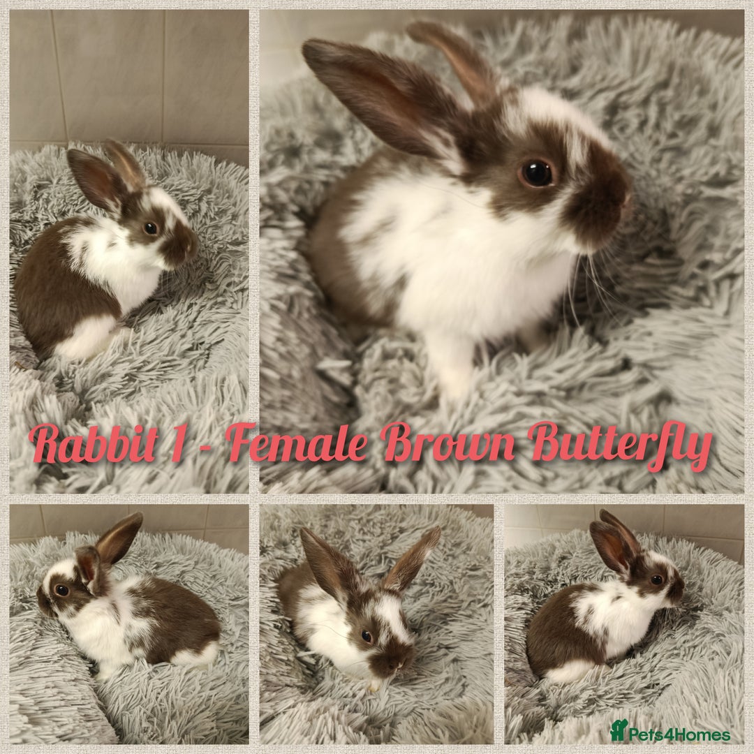 Mini Lop rabbits for sale: Beautiful Mini Lop Baby Rabbits  - Image 6