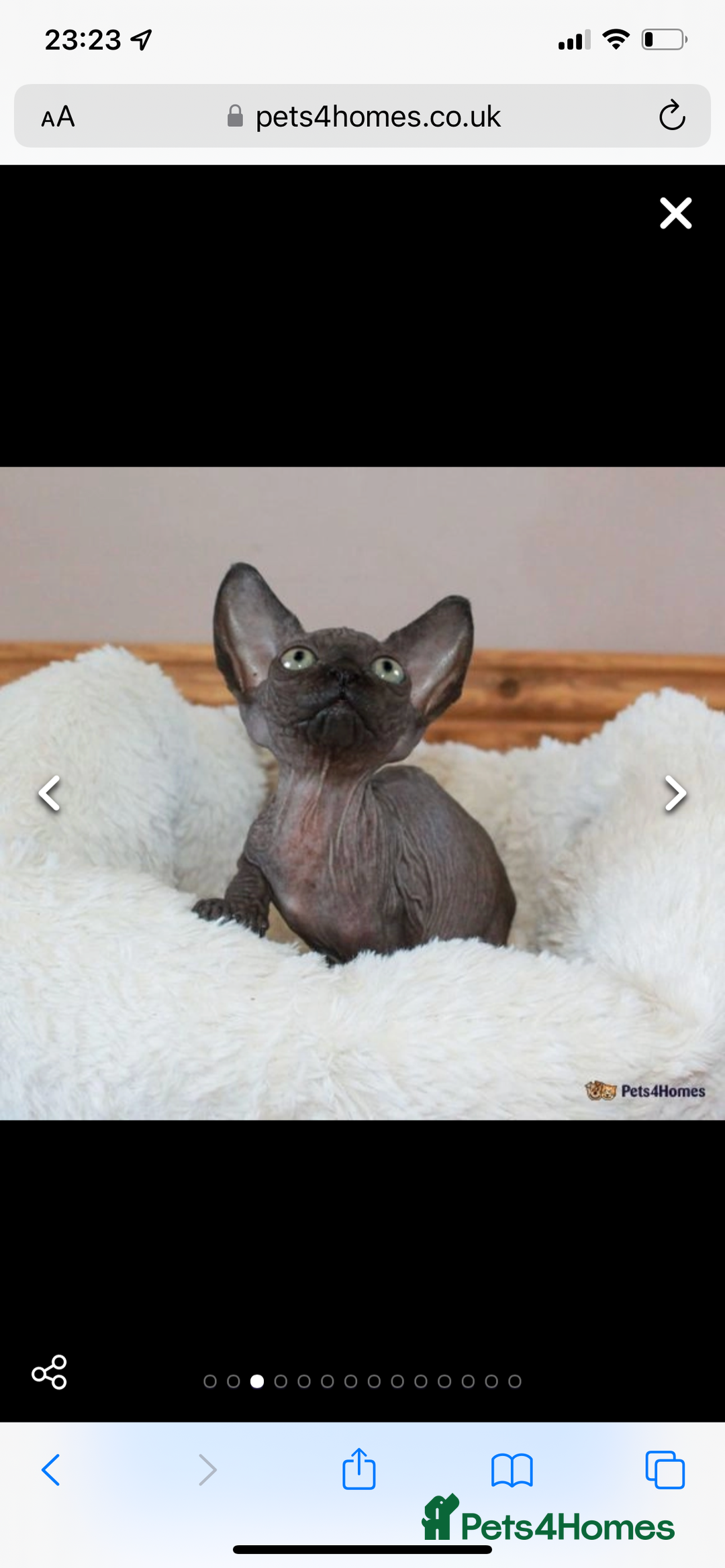 Sphynx cats for sale: Adult male sphynx - Image 11