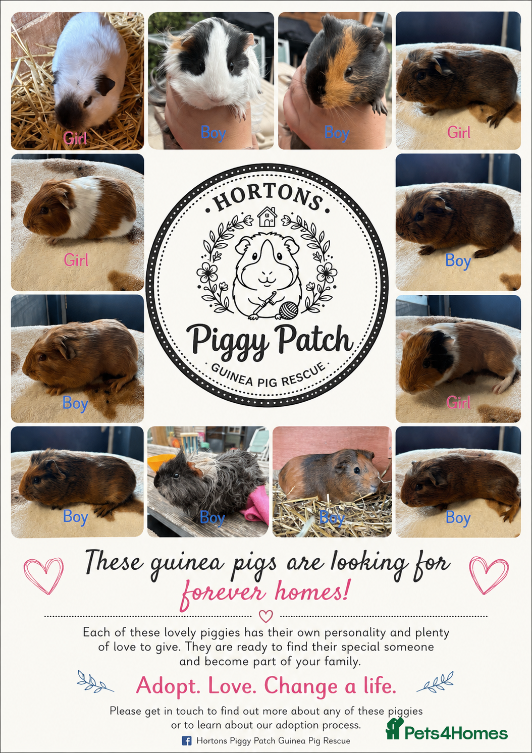 Guinea Pig rodents Piggies if all ages looking for forever homes - Advert 11