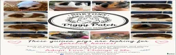 Guinea Pig rodents for sale: Piggies if all ages looking for forever homes - Advert 1