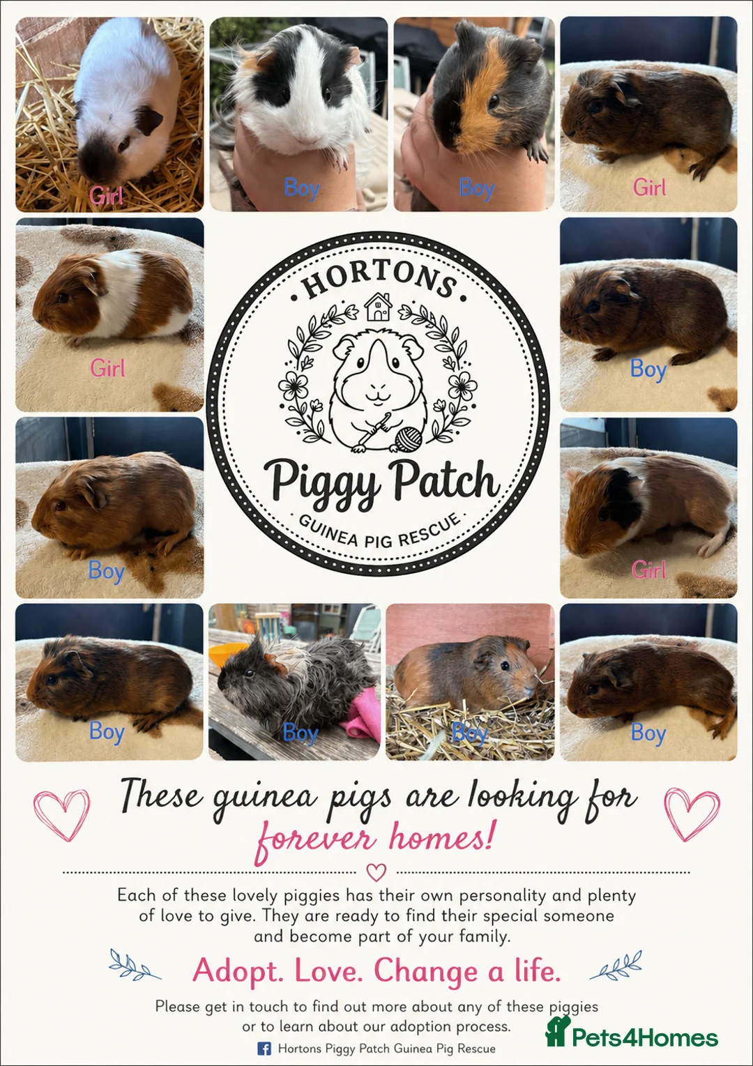 Guinea Pig rodents for sale: Piggies if all ages looking for forever homes - Advert 1