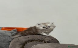 Persian cats for sale: Perfect Persian  - Image 1