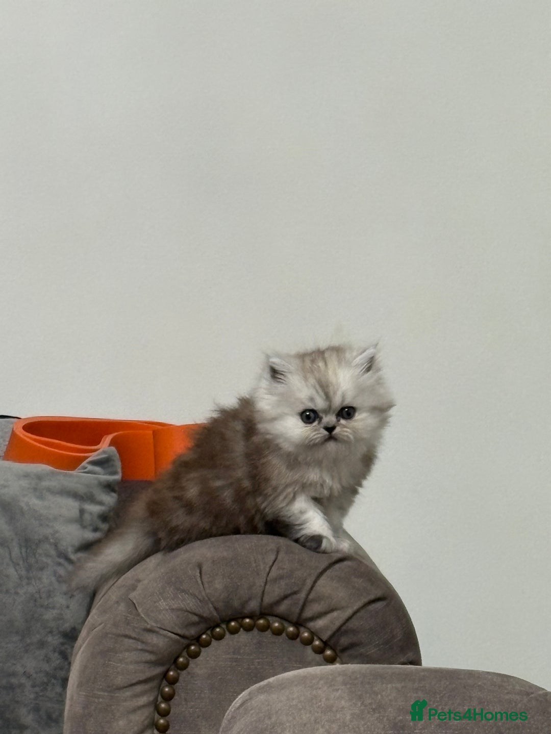 Persian cats for sale: Perfect Persian  - Image 1