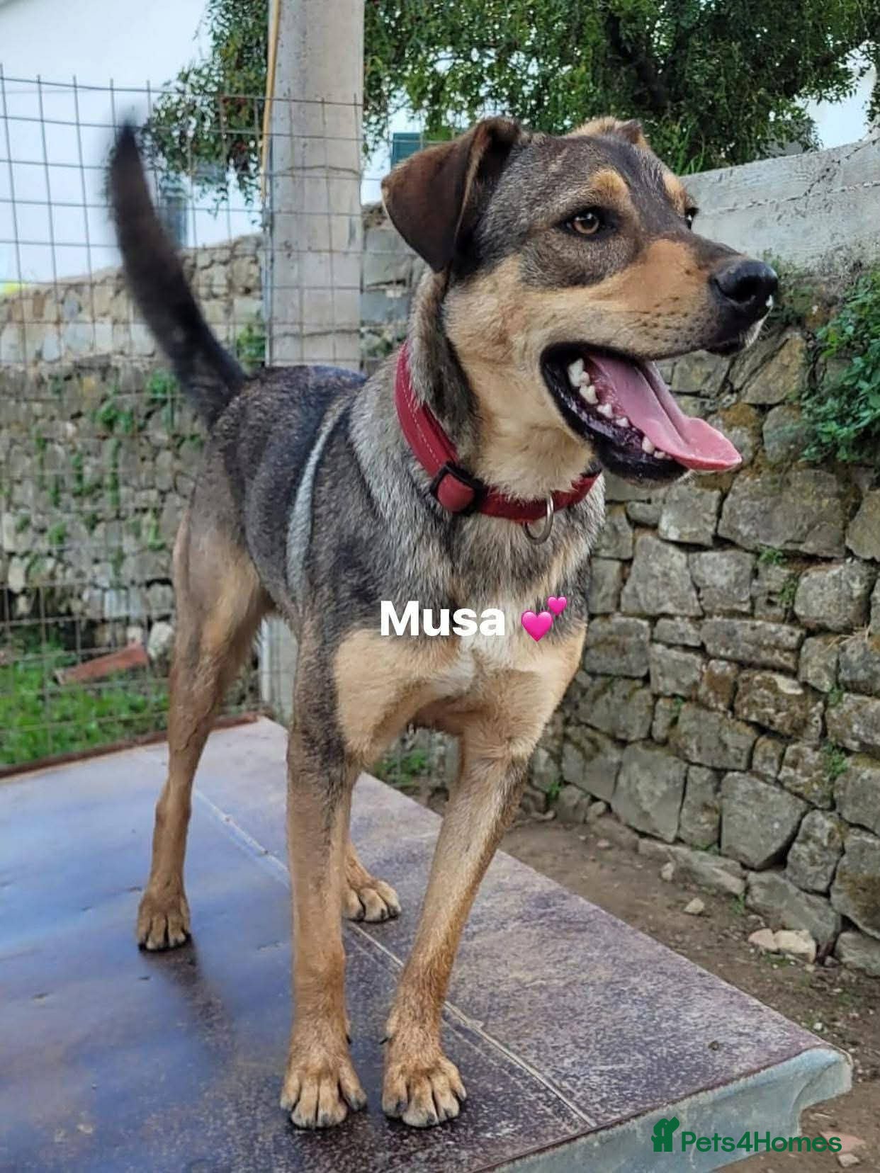 Mixed Breed dogs Musu! - Advert 1