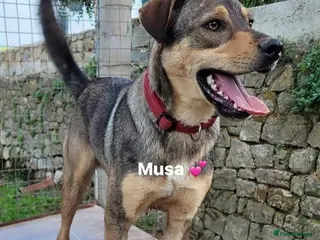 Mixed Breed dogs Musu! - Advert 1