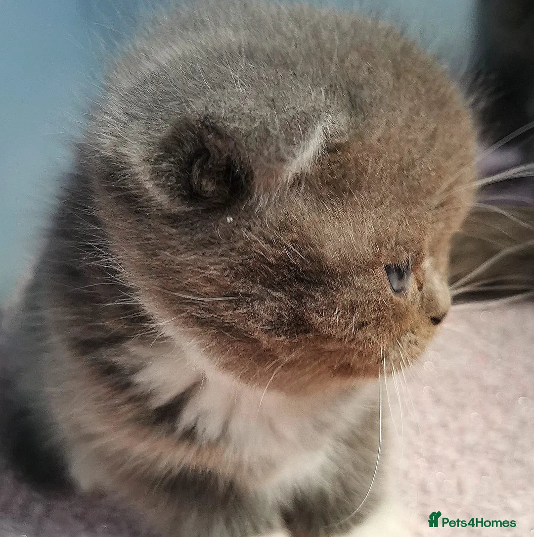 Scottish Fold cats for sale: ❤️Luxuary Scottish Fold kittens❤️ - Advert 16