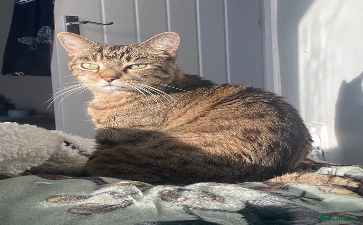 Domestic Shorthair cats - Advert 1