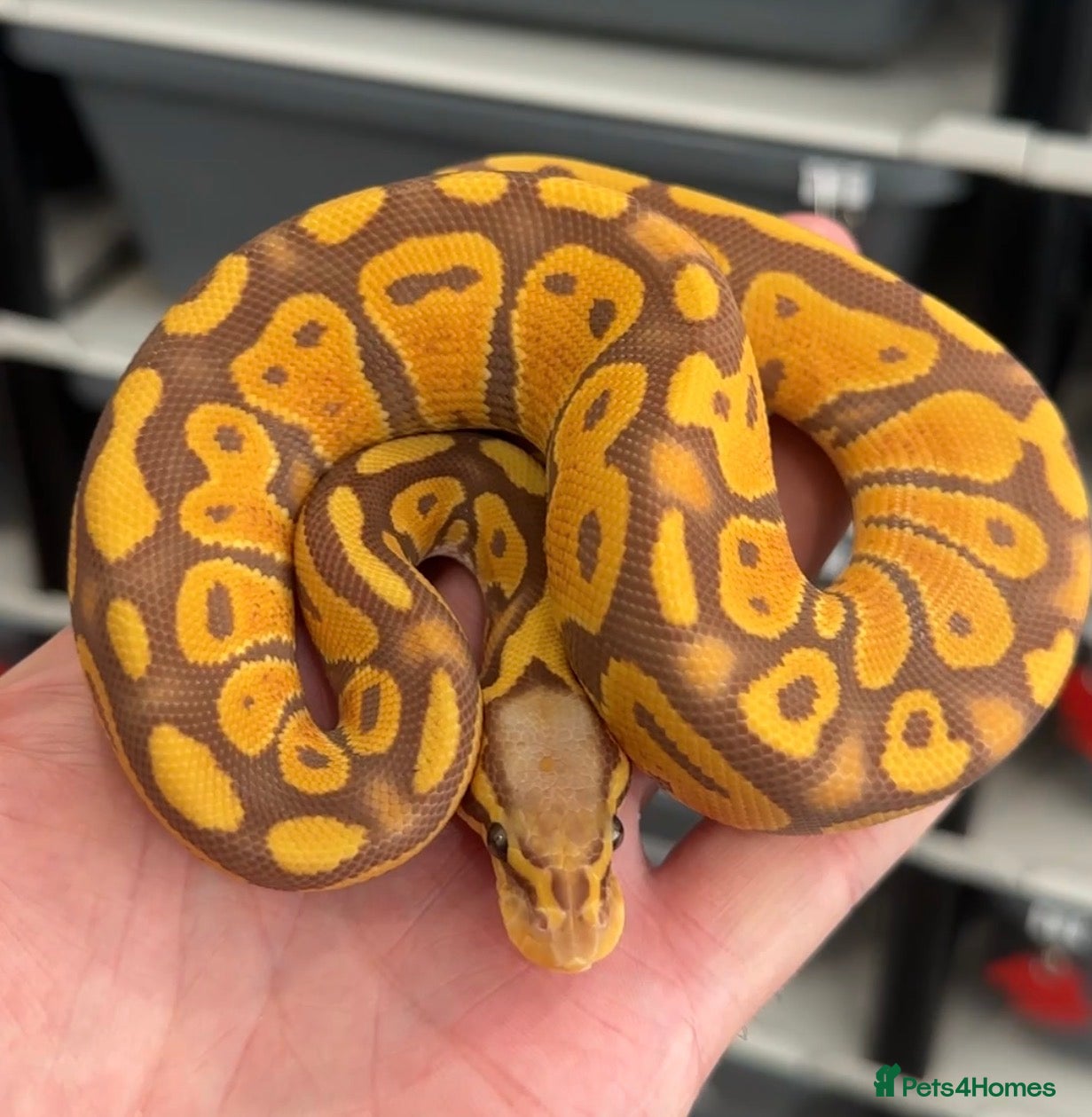 Python Snake reptiles Beautiful Royal Pythons for sale  - Advert 6