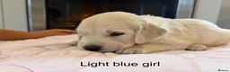 Golden Retriever dogs for sale:     Stunning KC Registered Golden Retriever Pups - Advert 10