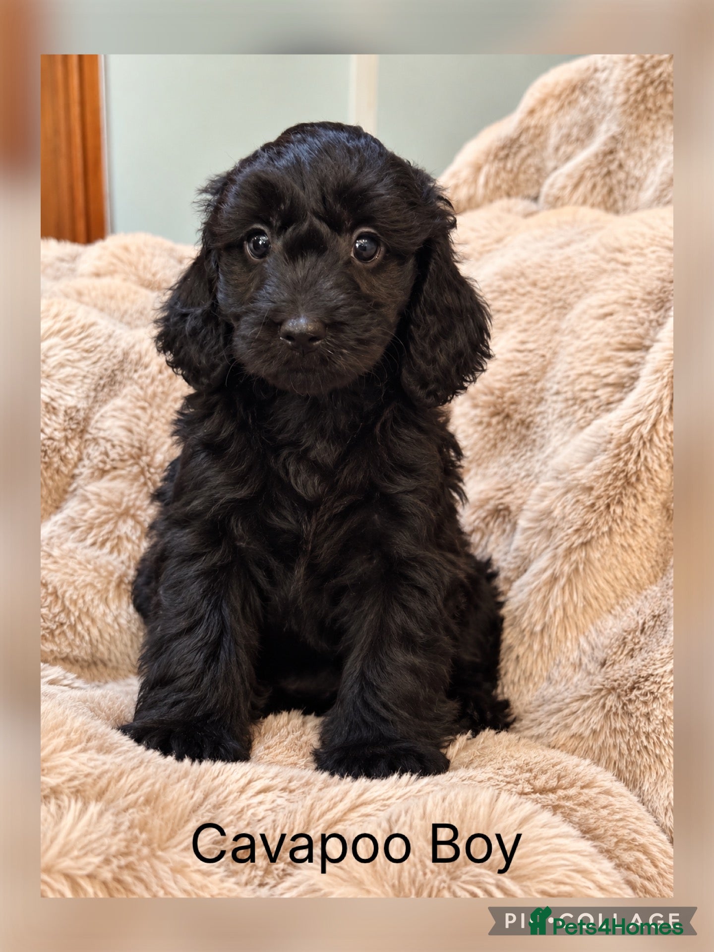 Cavapoo dogs Stunning Black  F1 Cavapoo Boy ready weekend  - Advert 1