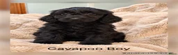 Cavapoo dogs for sale: Stunning Black  F1 Cavapoo Boy Ready Now  - Advert 1