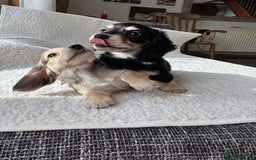 Mixed Breed dogs for sale: Miniature longhair dachshund  - Image 6