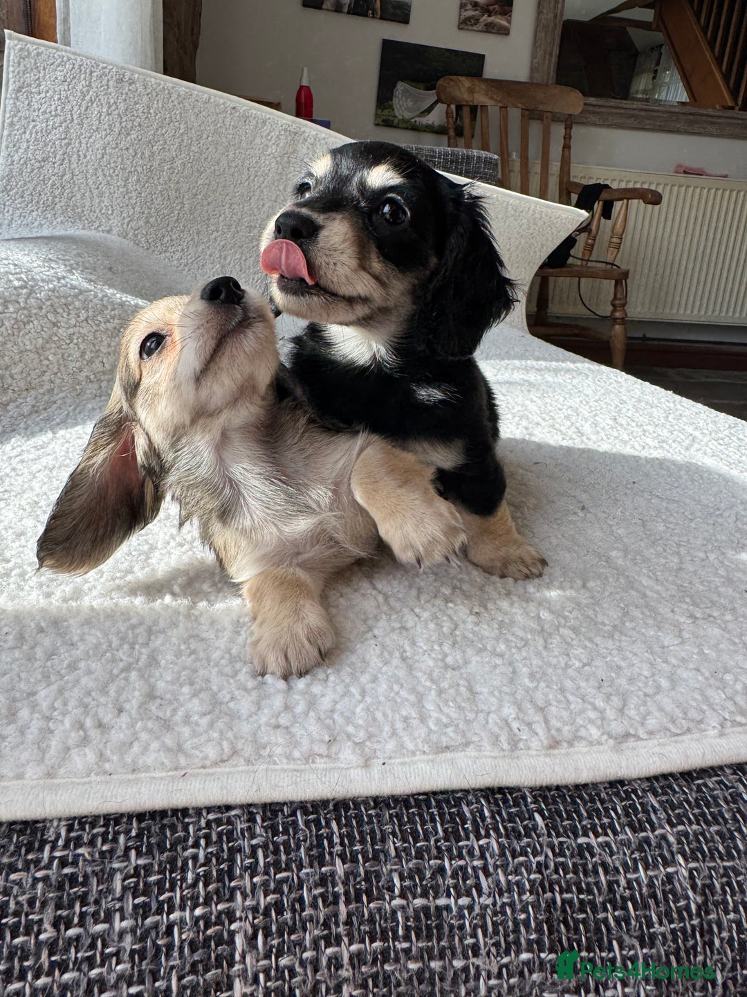 Mixed Breed dogs for sale: Miniature longhair dachshund  - Image 6