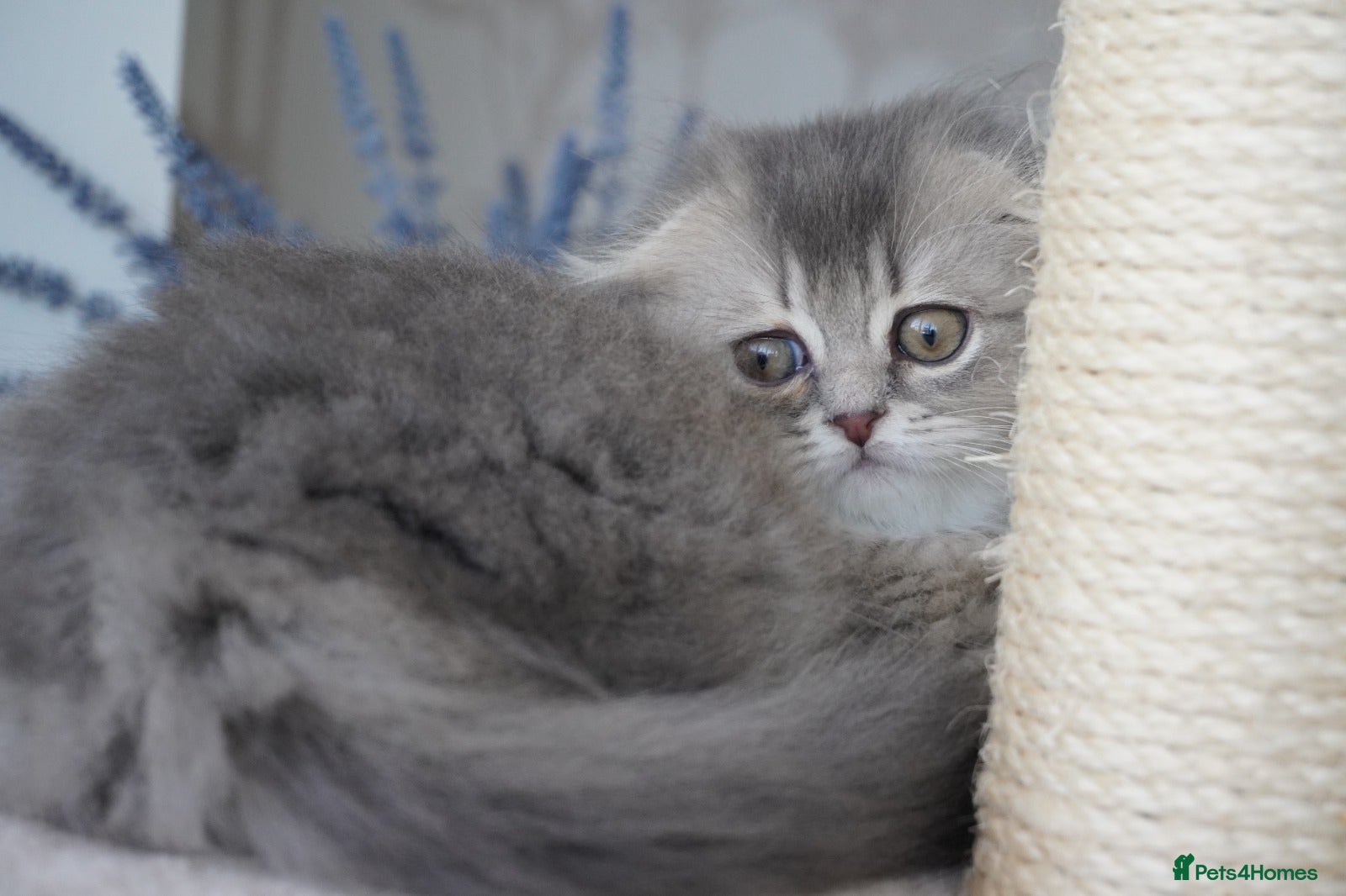 Munchkin cats 🍇🫐Munchkin Kittens - Advert 2