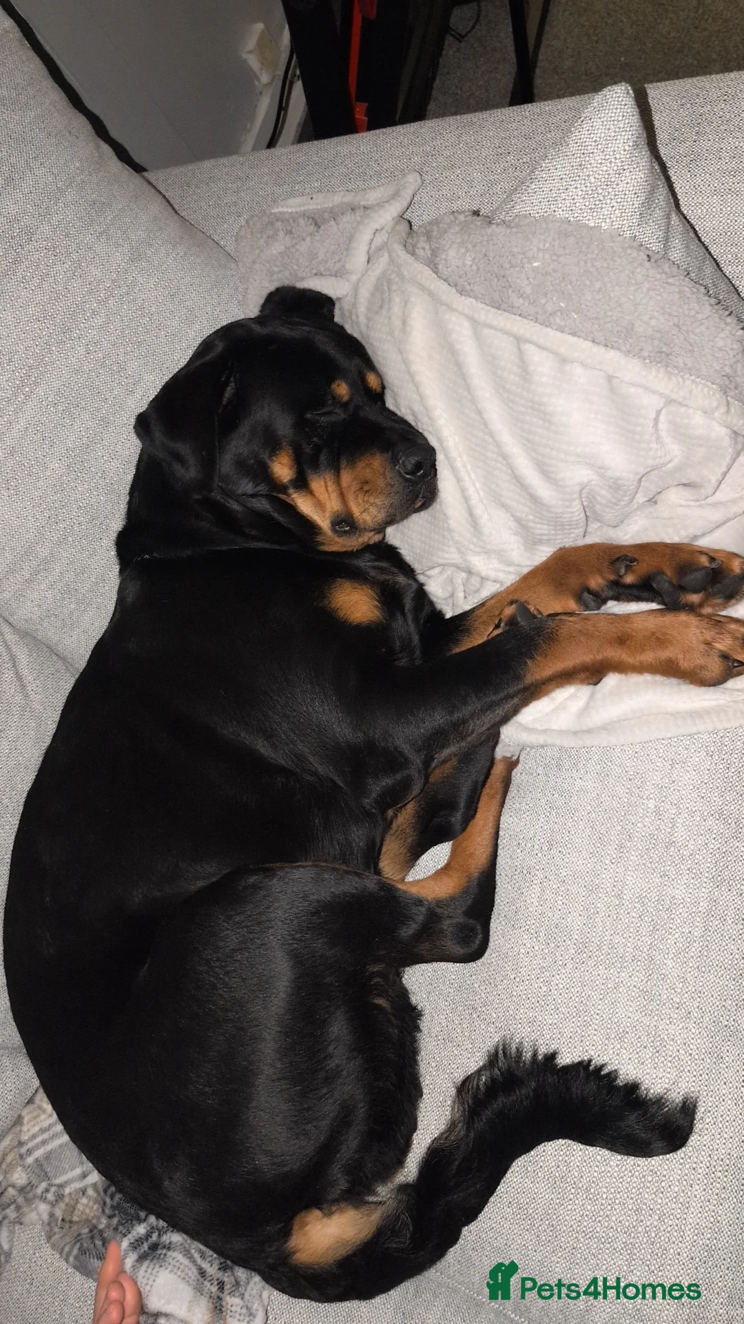 Rottweiler dogs for sale: Rottweiler  - Advert 5