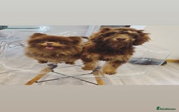 Cockapoo dogs for sale: Quality health tested miniature cockapoo girl! - Image 15