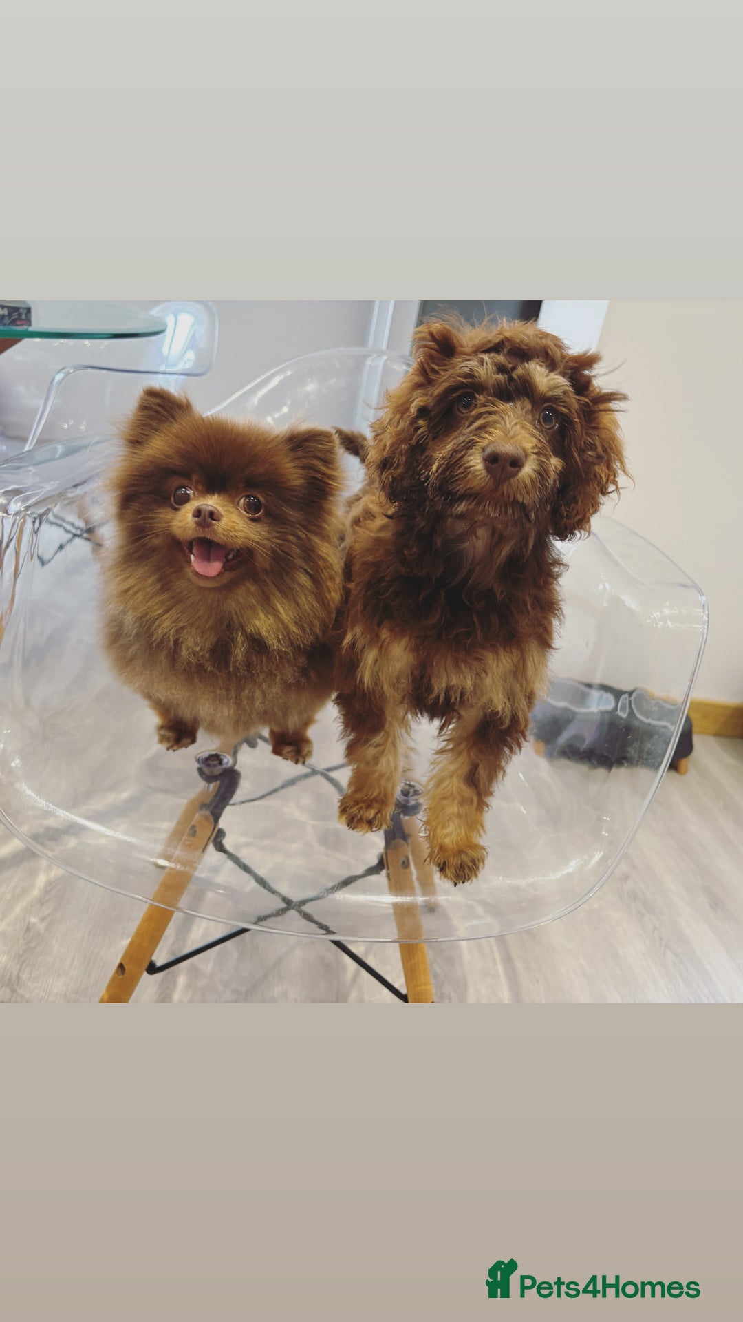 Cockapoo dogs for sale: Quality health tested miniature cockapoo girl! - Image 15