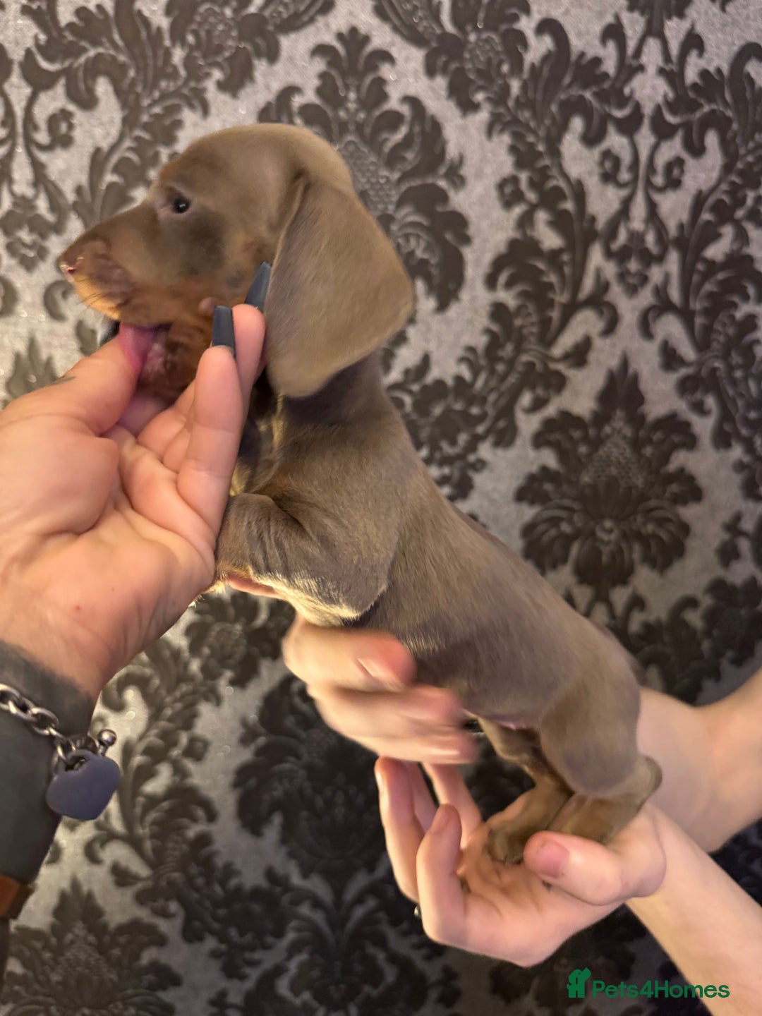 Dachshund dogs for sale: **** Absolutely Stunning Babies **** - Advert 15