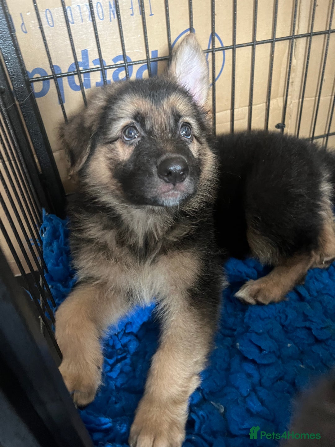 German Shepherd dogs for sale: KC Reg German Shepherd Puppies - Stunning colours  - Image 12