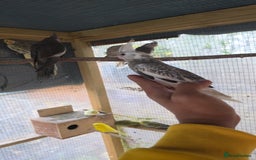 Cockatiels birds for sale: Silly hand tamed baby cockatiels for sale  - Advert 13