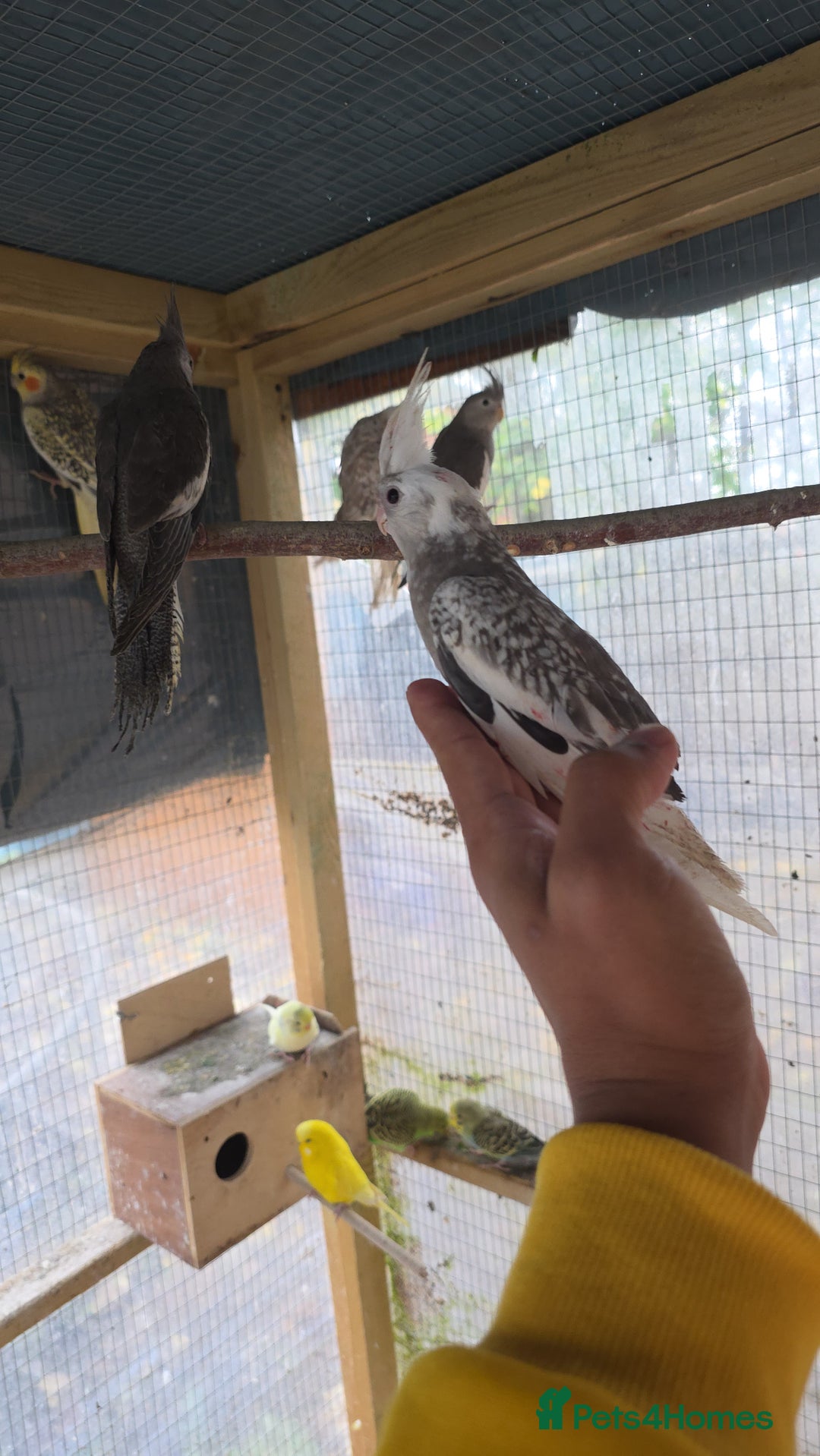 Cockatiels birds for sale: Silly hand tamed baby cockatiels for sale  - Advert 13