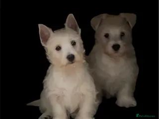 West Highland Terrier dogs Beautiful westie male and female available - Advert 3