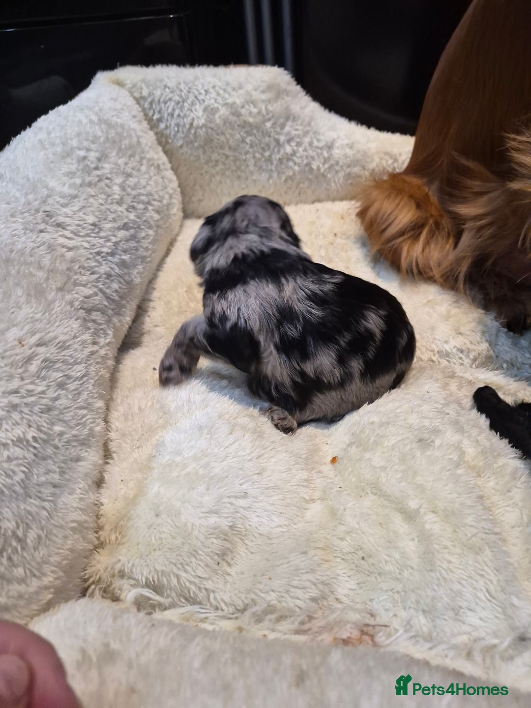 Cavapoo dogs for sale: Rare merle f1 cavapoo puppies  - Advert 2