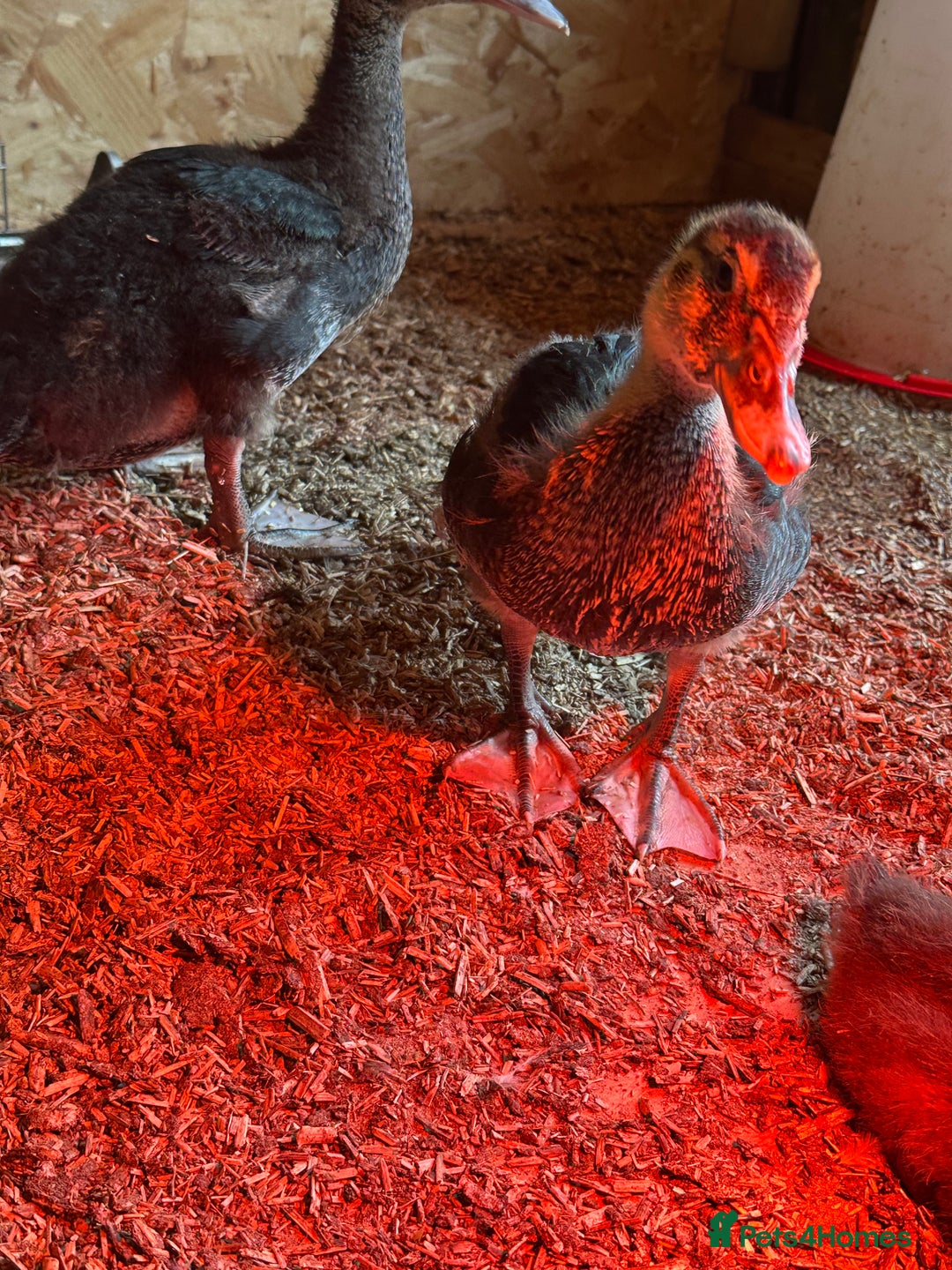Ducks poultry for sale: Muscovies Muscovy ducklings Unsexed  - Image 1