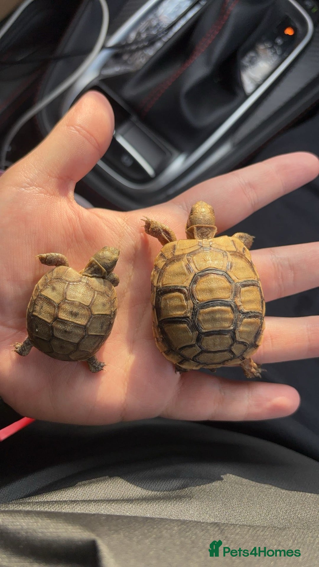 Tortoise reptiles Baby Tortoises - Advert 2