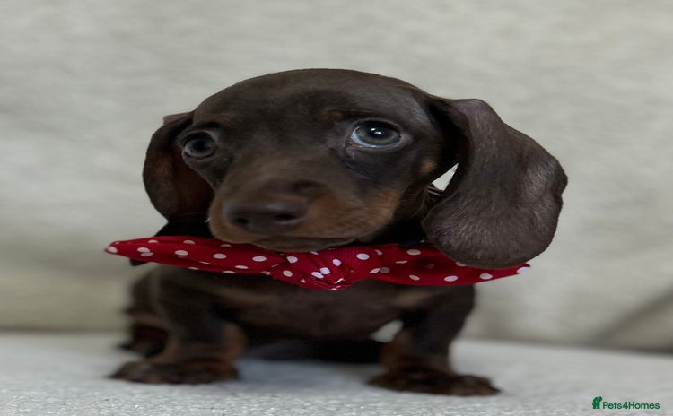 Miniature Dachshund dogs - Advert 15