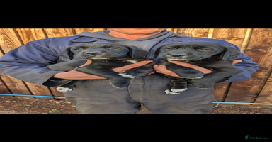Springador dogs - Advert 6