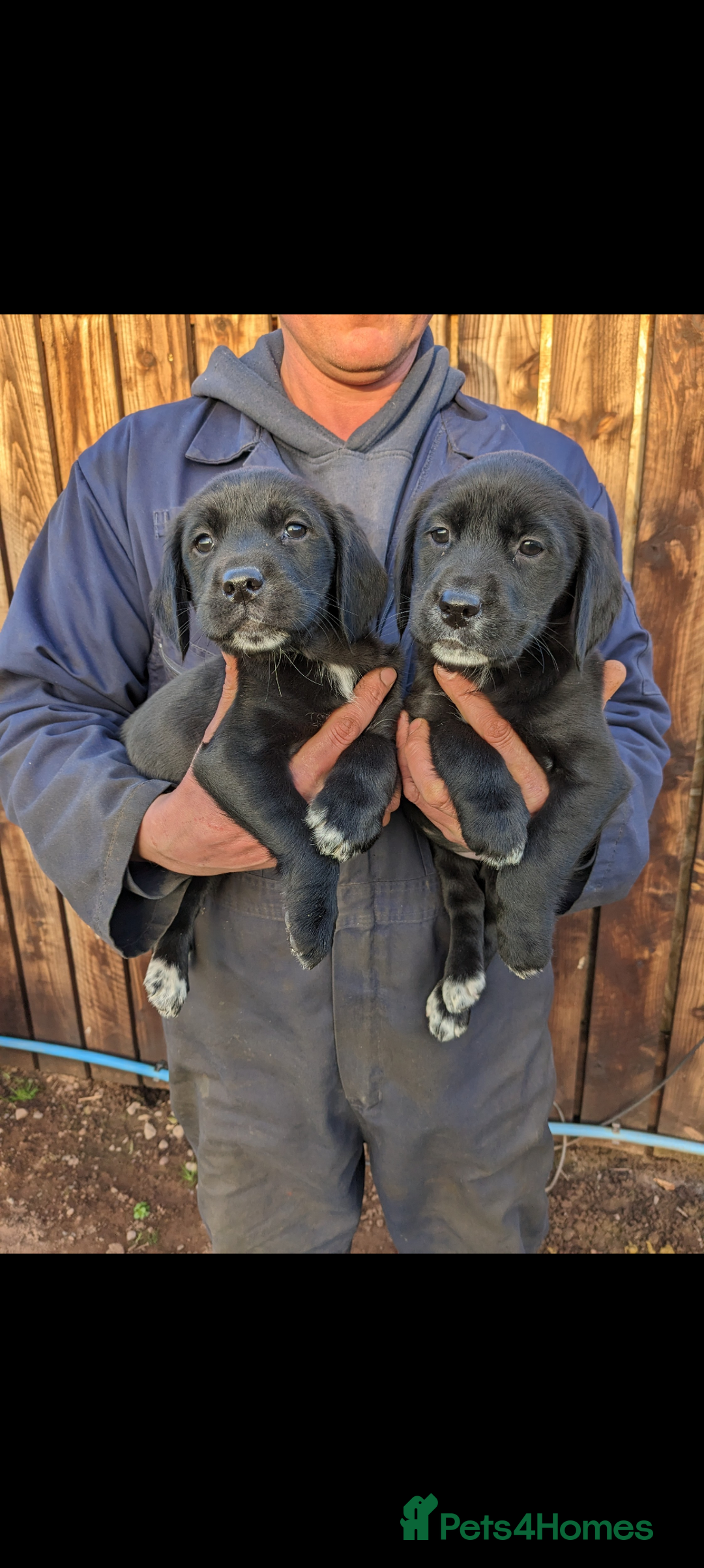 Springador dogs for sale: Stunning springador puppies  - Image 2