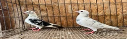 Pigeons birds for sale: TIGER GRIZZLED RACING PIGEONS FOR SALE - Advert 2