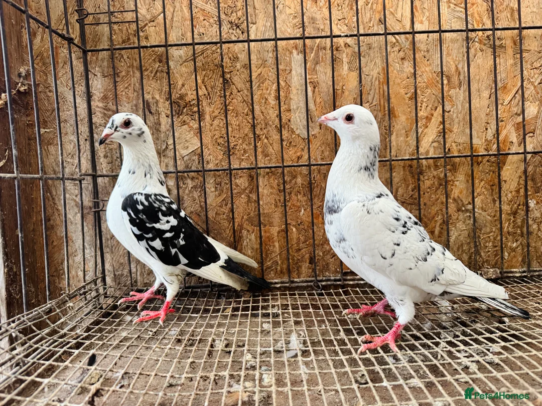 Pigeons birds for sale: TIGER GRIZZLED RACING PIGEONS FOR SALE - Advert 2