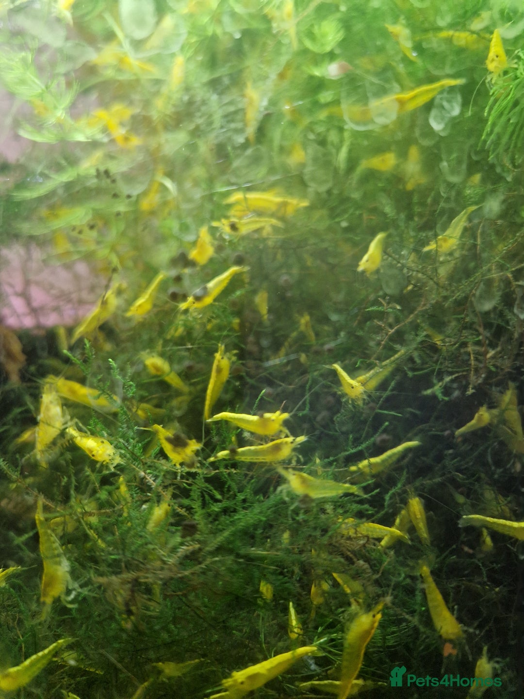 Shrimps fish for sale: Yellow Cherry Shrimps for sale  - Advert 1