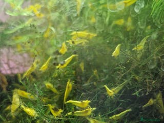 Shrimps fish Yellow Cherry Shrimps for sale - Advert 1