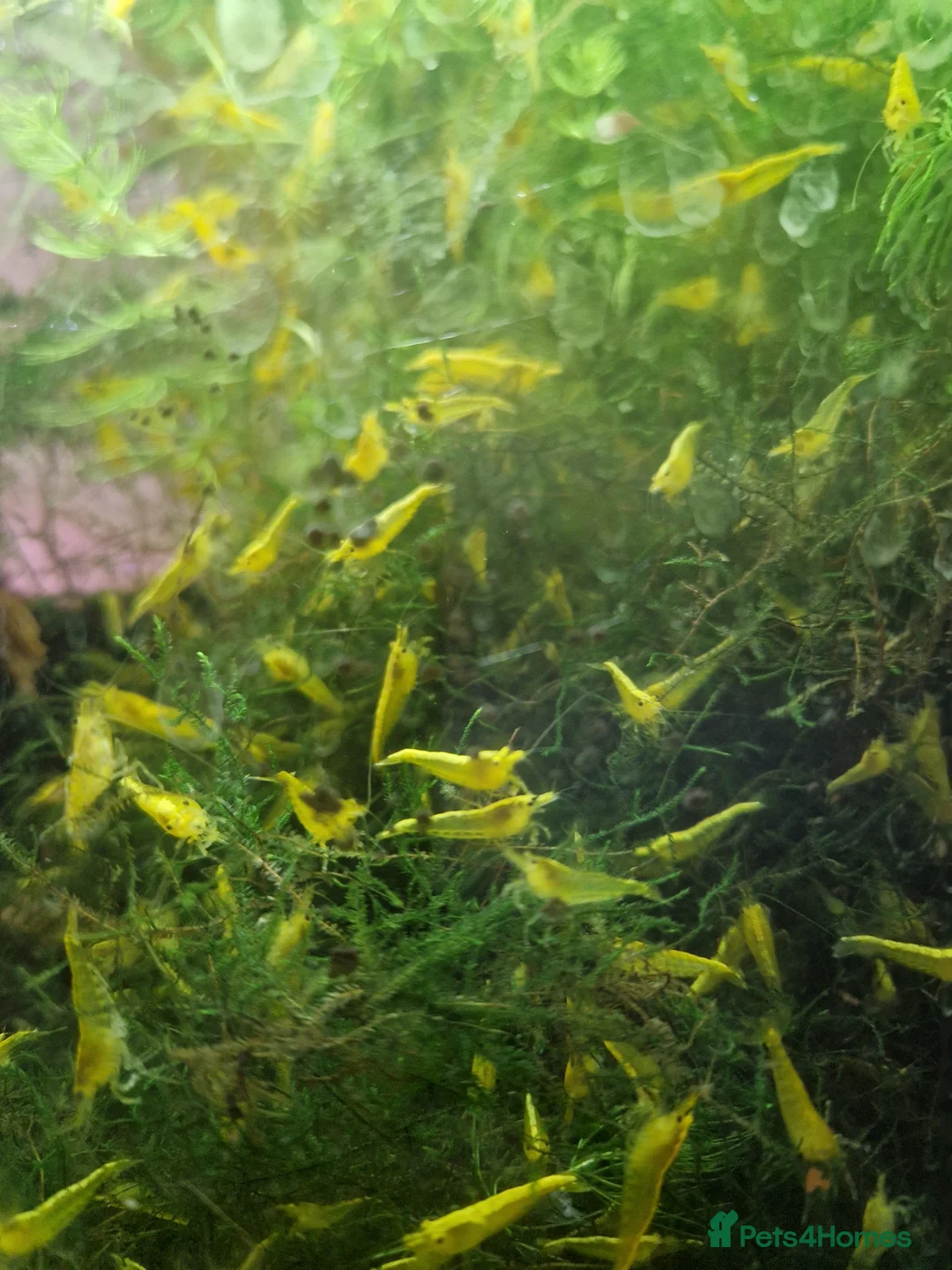 Shrimps fish for sale: Yellow Cherry Shrimps for sale  - Advert 1