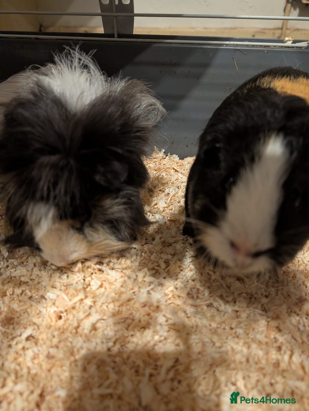 Guinea Pig rodents for sale: Two male guinea pigs and set up for sale  - Advert 6
