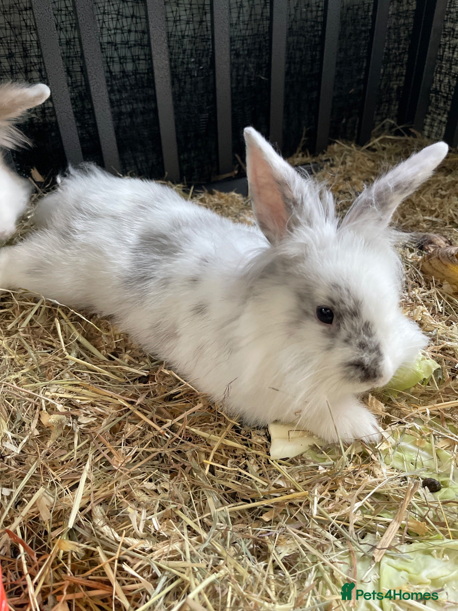 Lionhead rabbits 2 Male Lionhead Mix Rabbits – 4 Months Old  - Advert 1