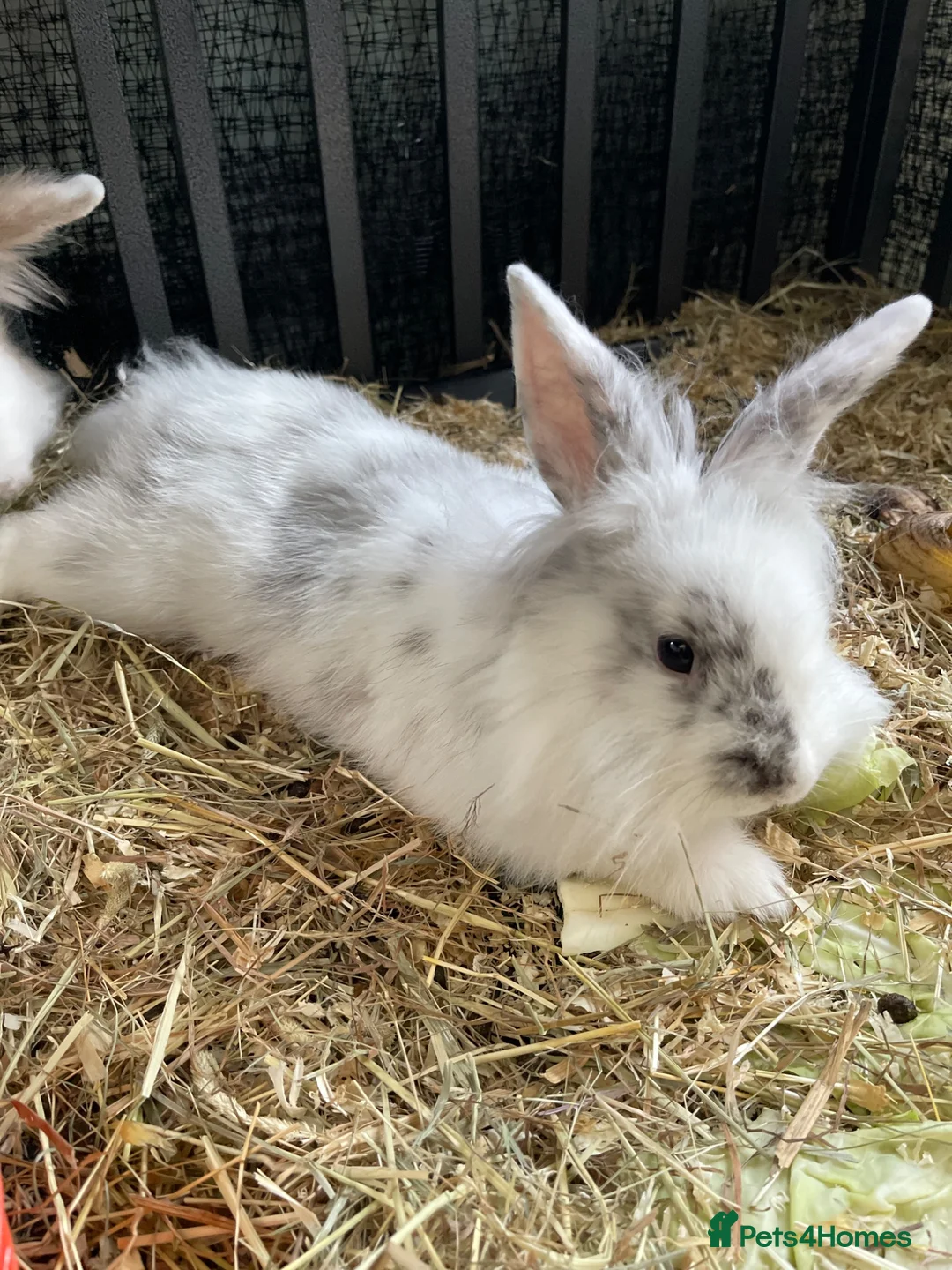 Lionhead rabbits for sale: 2 Male Lionhead Mix Rabbits – 4 Months Old  in Rotherham - Advert 1
