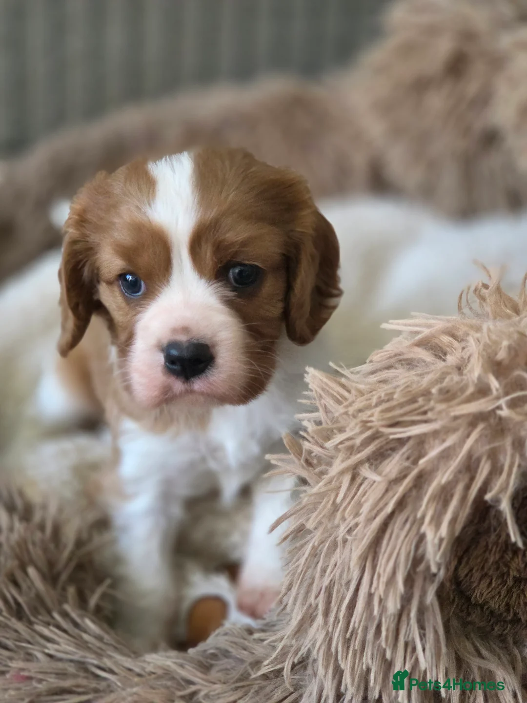 Cavalier King Charles Spaniel dogs for sale: Absolutely beautiful boy puppy - Advert 5