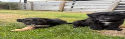 Bordoodle dogs for sale: Miniature Borderdoodles  - Advert 4