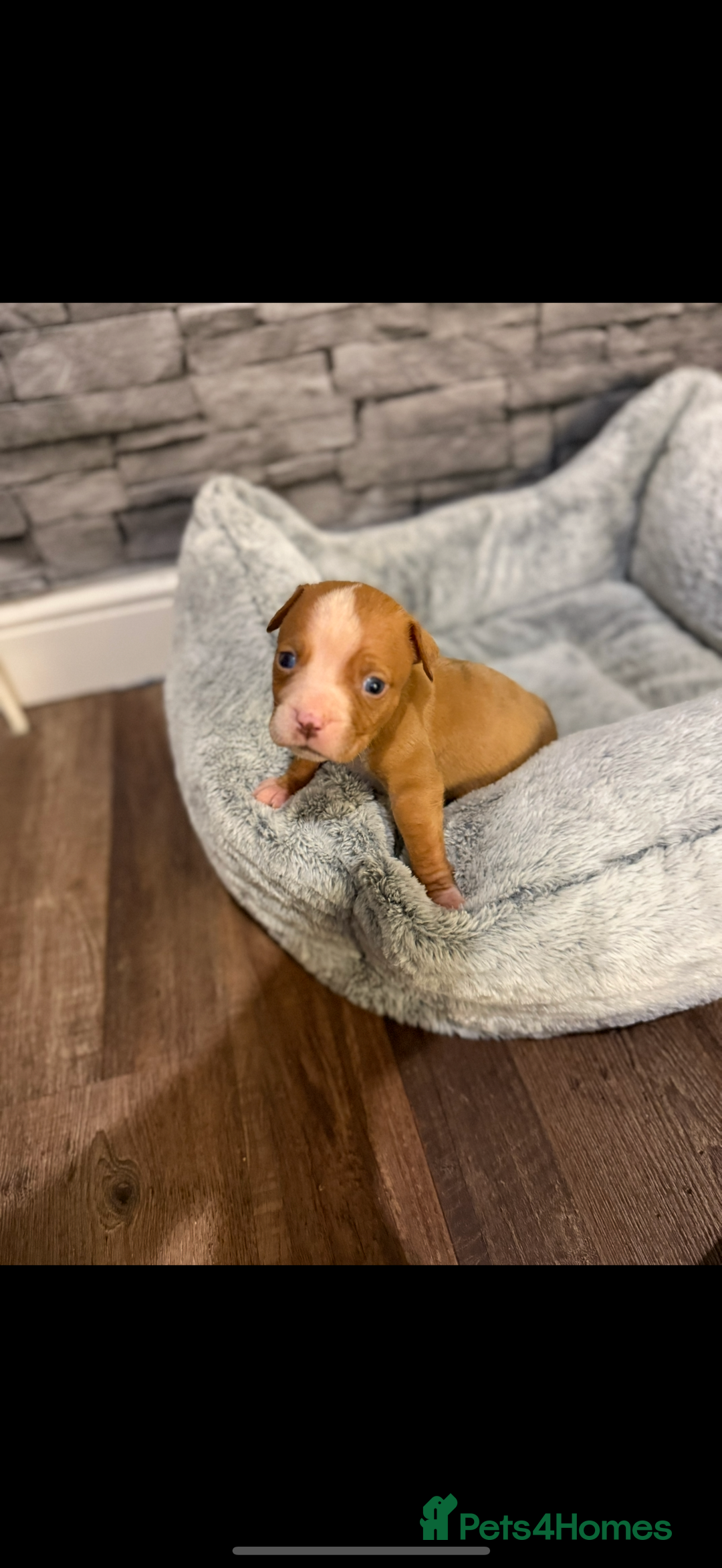 American Bulldog dogs for sale: American bulldog - Image 19