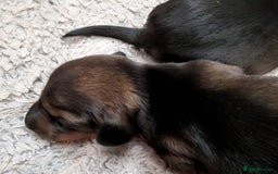 Dachshund dogs for sale: Dachshund Puppies  - Image 4