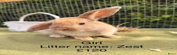 Mini Lop rabbits for sale: Mini lop babies! Lots of colours!  - Advert 13