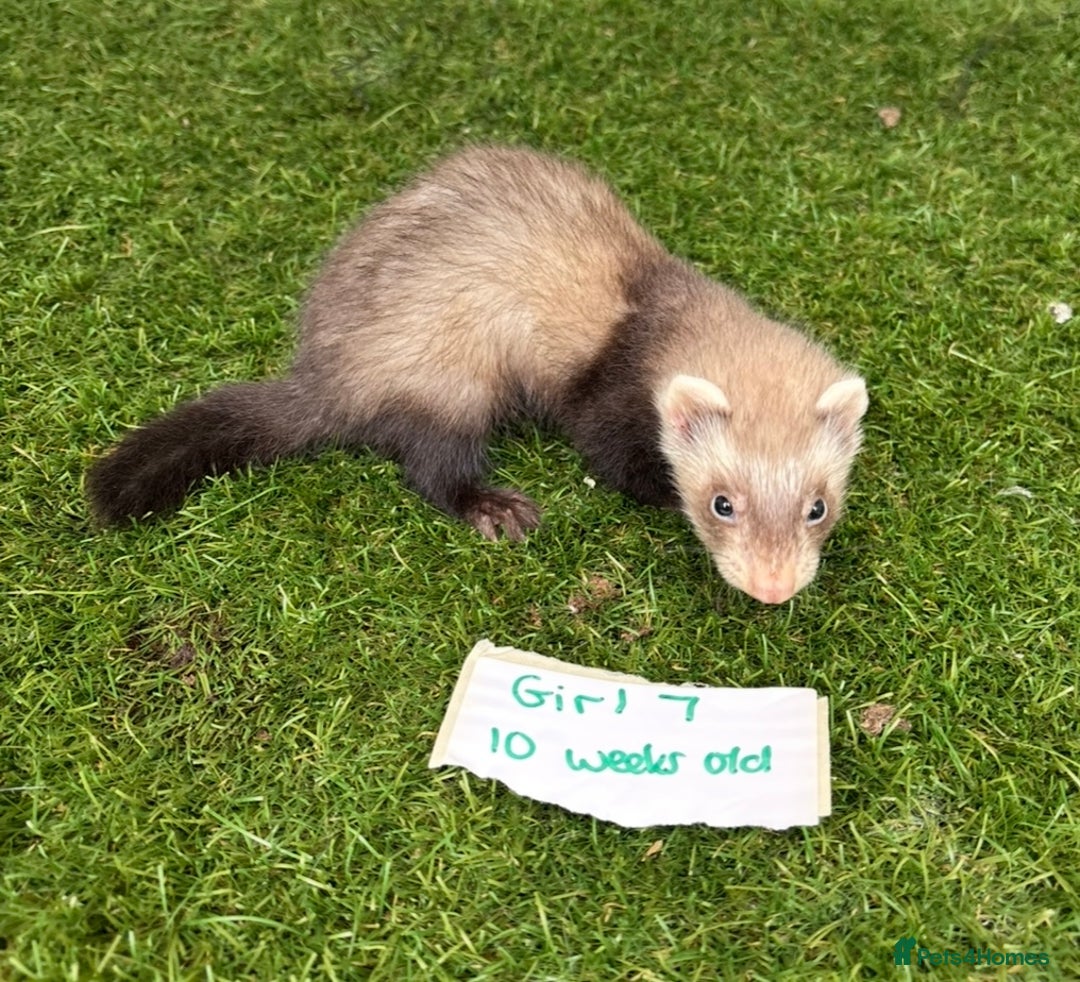 Ferret rodents for sale: Ready now Baby Micro ferrets - Image 11