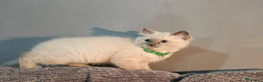 Male (green collar) 