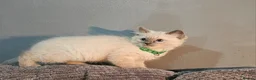Ragdoll cats for sale: Blue Point Ragdoll Kittens Champion Bloodline - Advert 14