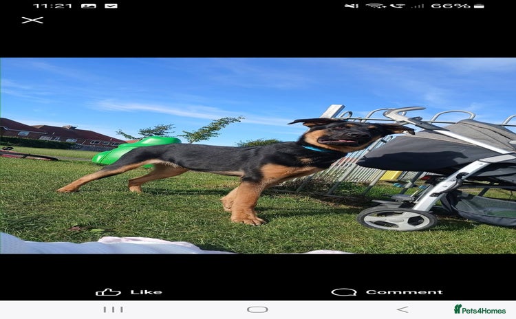 Mixed Breed dogs - Advert 13